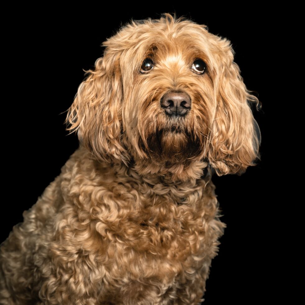 Lockiger Hund vor schwarzem Hintergrund