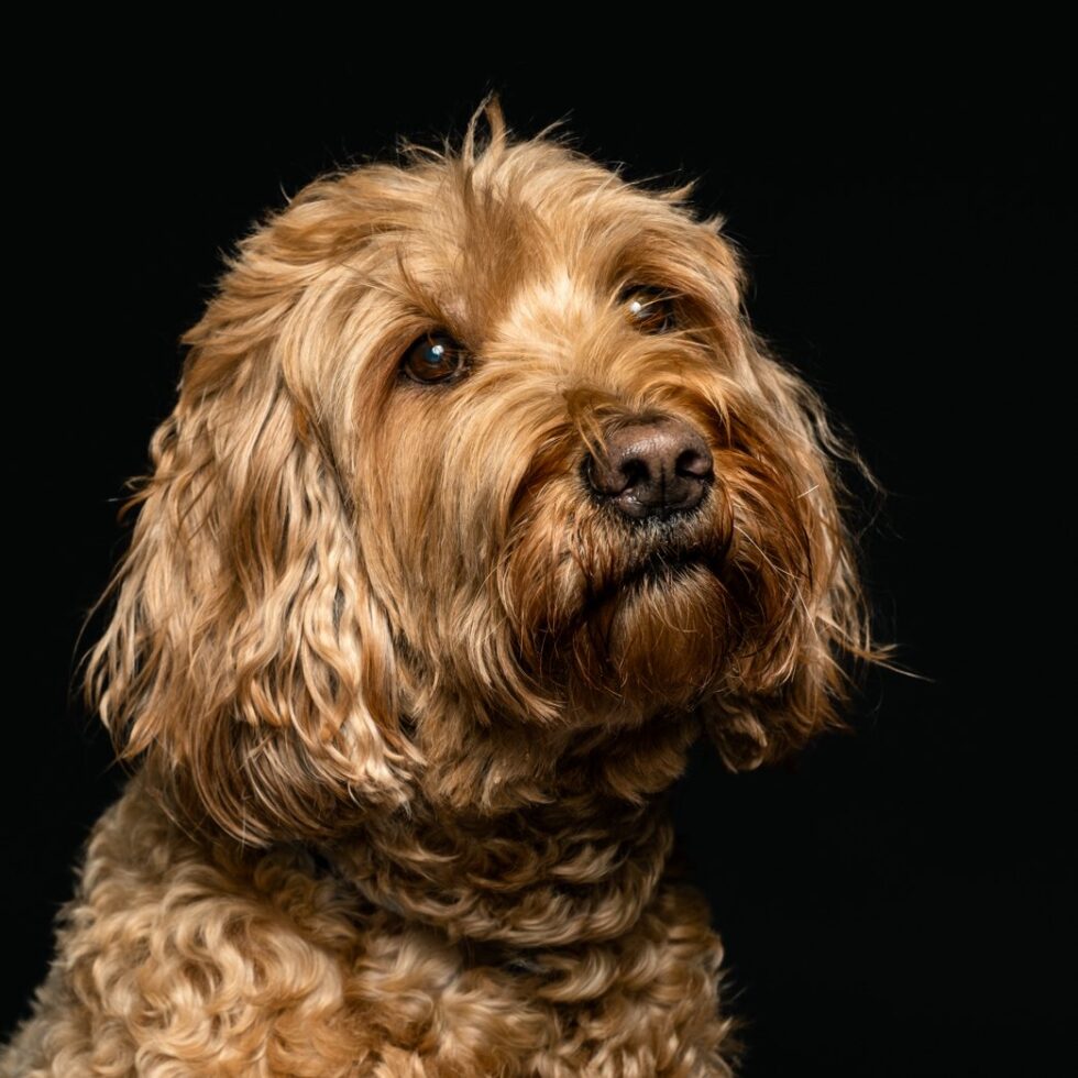 Nahaufnahme eines lockigen Hundes im Studio