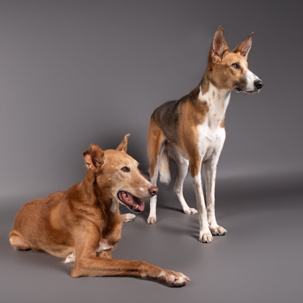 Zwei Hunde im Studio vor grauem Hintergrund
