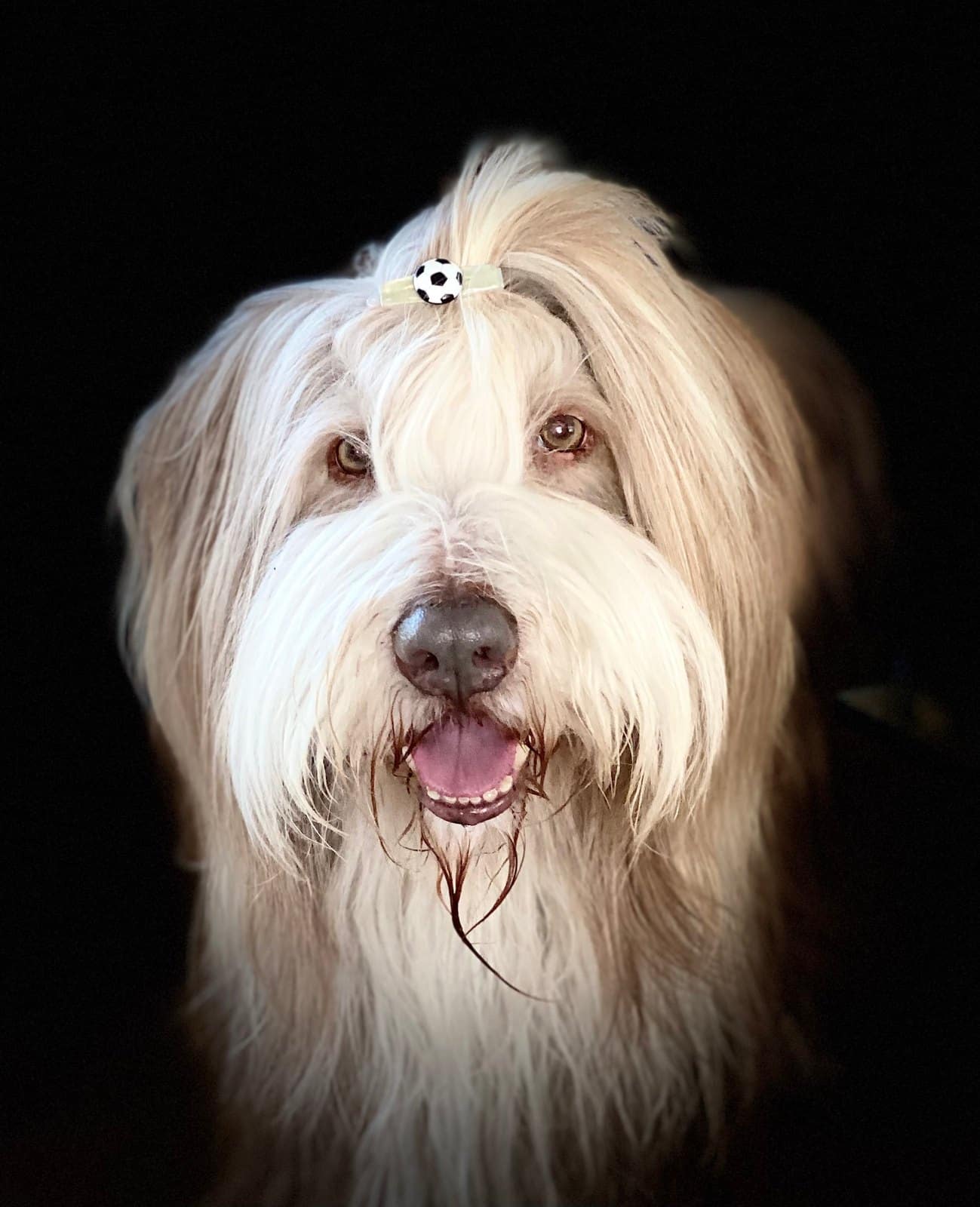 Langhaariger weißer Hund mit Haarspange vor schwarzem Hintergrund
