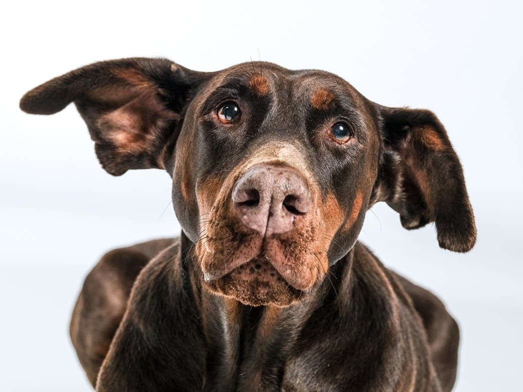 Brauner Hund mit großen Ohren vor weißem Hintergrund
