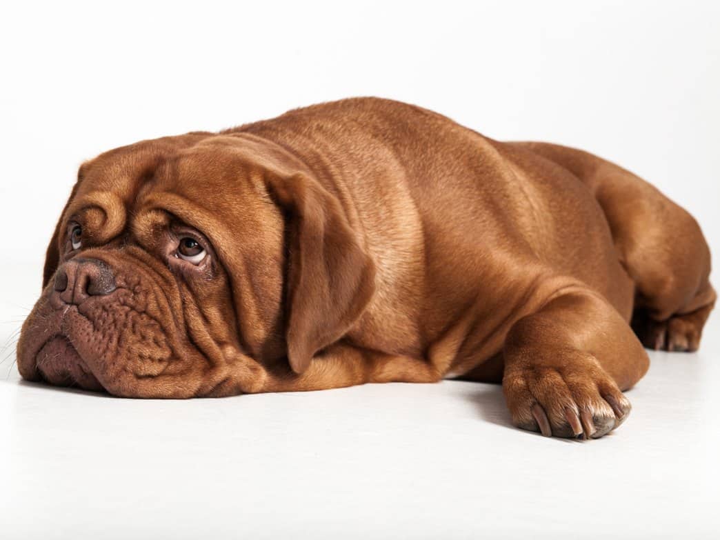 Bordeauxdogge liegend vor weißem Hintergrund